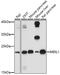 Mix Paired-Like Homeobox antibody, 16-887, ProSci, Western Blot image 