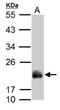 Acireductone Dioxygenase 1 antibody, NBP2-15299, Novus Biologicals, Western Blot image 
