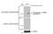 ATR Serine/Threonine Kinase antibody, GTX635571, GeneTex, Western Blot image 