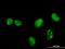 MAP kinase-interacting serine/threonine-protein kinase 1 antibody, orb94675, Biorbyt, Immunocytochemistry image 