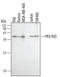Protein Kinase CAMP-Dependent Type I Regulatory Subunit Beta antibody, AF4177, R&D Systems, Western Blot image 