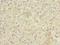 Growth Differentiation Factor 2 antibody, LS-C380252, Lifespan Biosciences, Immunohistochemistry frozen image 