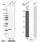 OCIA Domain Containing 2 antibody, HPA040979, Atlas Antibodies, Western Blot image 