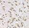 Lamin B2 antibody, FNab04807, FineTest, Immunohistochemistry paraffin image 