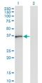 Polyglutamine Binding Protein 1 antibody, H00010084-M01, Novus Biologicals, Western Blot image 