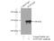 FACT complex subunit SPT16 antibody, 20551-1-AP, Proteintech Group, Immunoprecipitation image 