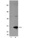 Heat Shock Protein Family B (Small) Member 1 antibody, NBP2-29821, Novus Biologicals, Western Blot image 
