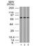 Endoglin antibody, 33-703, ProSci, Western Blot image 