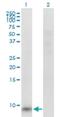 G Protein Subunit Gamma 11 antibody, H00002791-B03P, Novus Biologicals, Western Blot image 