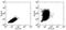 C-C Motif Chemokine Ligand 2 antibody, 14-7096-85, Invitrogen Antibodies, Flow Cytometry image 