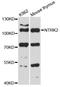 Neurotrophic Receptor Tyrosine Kinase 2 antibody, LS-C747445, Lifespan Biosciences, Western Blot image 