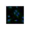 Lipoprotein Lipase antibody, IQ449AF, Immuquest, Immunocytochemistry image 