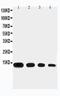 Eotaxin-1 antibody, PA5-78930, Invitrogen Antibodies, Western Blot image 