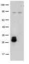 CD209 Molecule antibody, 14-2092-80, Invitrogen Antibodies, Western Blot image 