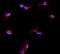 Insulin Like Growth Factor Binding Protein 2 antibody, A01373-2, Boster Biological Technology, Immunofluorescence image 