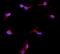 BP2 antibody, A01373-2, Boster Biological Technology, Immunofluorescence image 