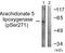 Arachidonate 5-Lipoxygenase antibody, A00847S272, Boster Biological Technology, Western Blot image 