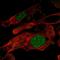 Zinc Finger Protein 696 antibody, HPA072473, Atlas Antibodies, Immunofluorescence image 