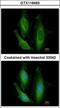 Starch Binding Domain 1 antibody, GTX119493, GeneTex, Immunofluorescence image 