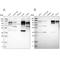 Ribosome-binding protein 1 antibody, NBP1-83957, Novus Biologicals, Western Blot image 