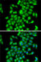 COP9 Signalosome Subunit 3 antibody, 22-634, ProSci, Immunofluorescence image 