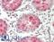 Myeloid Zinc Finger 1 antibody, LS-B13304, Lifespan Biosciences, Immunohistochemistry paraffin image 