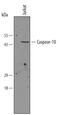 Caspase 10 antibody, AF834, R&D Systems, Western Blot image 