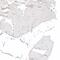 Vestigial Like Family Member 4 antibody, PA5-58303, Invitrogen Antibodies, Immunohistochemistry frozen image 