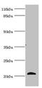 Apolipoprotein M antibody, LS-C675386, Lifespan Biosciences, Western Blot image 