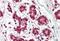 Cullin 2 antibody, NBP1-49873, Novus Biologicals, Immunohistochemistry paraffin image 