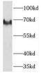 Neurofibromin 2 antibody, FNab05684, FineTest, Western Blot image 