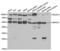 Inosine Monophosphate Dehydrogenase 2 antibody, LS-C334000, Lifespan Biosciences, Western Blot image 