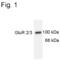 Glutamate Ionotropic Receptor AMPA Type Subunit 2 antibody, PA1-4660, Invitrogen Antibodies, Western Blot image 