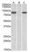 Signal Transducer And Activator Of Transcription 4 antibody, AP21277PU-N, Origene, Western Blot image 
