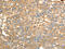 Proteasome 26S Subunit, Non-ATPase 9 antibody, CSB-PA212713, Cusabio, Immunohistochemistry frozen image 