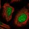 Claudin Domain Containing 1 antibody, NBP1-86790, Novus Biologicals, Immunofluorescence image 