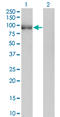 POU Class 2 Homeobox 1 antibody, LS-C197952, Lifespan Biosciences, Western Blot image 