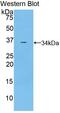 TNF Receptor Associated Factor 5 antibody, MBS2004643, MyBioSource, Western Blot image 