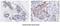Wnt Family Member 3A antibody, GTX50033, GeneTex, Immunohistochemistry paraffin image 