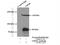 Ubiquitin Specific Peptidase 36 antibody, 14783-1-AP, Proteintech Group, Immunoprecipitation image 