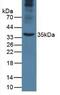 Apolipoprotein A5 antibody, abx131728, Abbexa, Western Blot image 