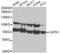 Calpain 1 antibody, LS-C331321, Lifespan Biosciences, Western Blot image 