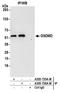 Gasdermin D antibody, A305-735A-M, Bethyl Labs, Immunoprecipitation image 