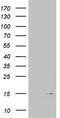 Microtubule Associated Protein 1 Light Chain 3 Alpha antibody, LS-C789953, Lifespan Biosciences, Western Blot image 