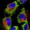 Fragile X Mental Retardation 1 antibody, HPA050118, Atlas Antibodies, Immunofluorescence image 