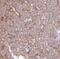 Succinate-CoA Ligase Alpha Subunit antibody, FNab08370, FineTest, Immunohistochemistry frozen image 