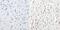 CAMP Responsive Element Binding Protein 1 antibody, PA1-850, Invitrogen Antibodies, Immunohistochemistry frozen image 