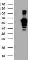 Golgi Membrane Protein 1 antibody, LS-C173648, Lifespan Biosciences, Western Blot image 