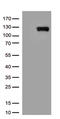 Angiotensin I Converting Enzyme 2 antibody, TA803842S, Origene, Western Blot image 