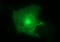 Claudin 6 antibody, LS-C338257, Lifespan Biosciences, Immunofluorescence image 